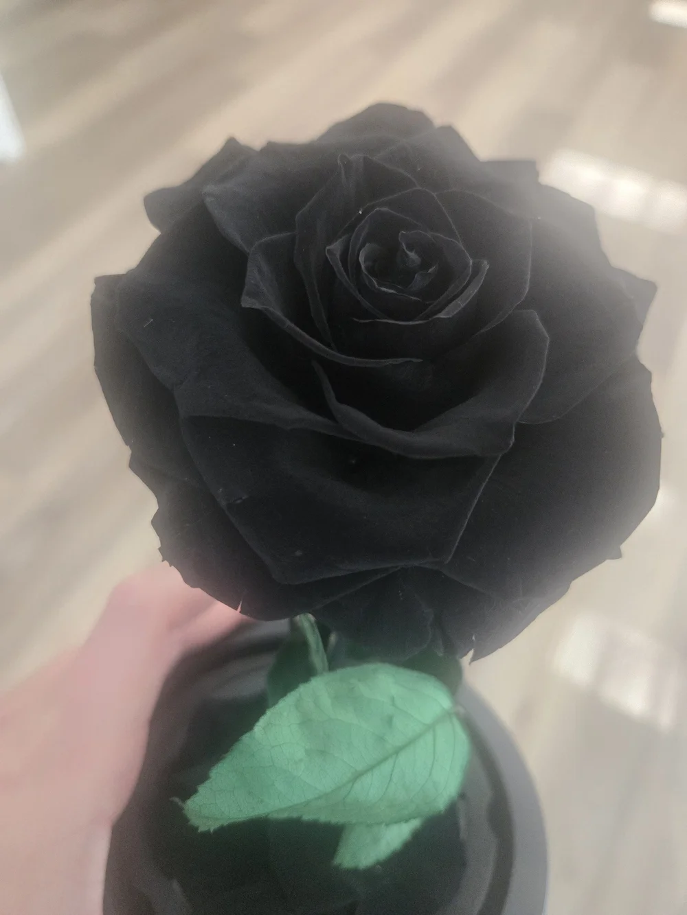 Black Preserved Rose in Decorative Dome - Home Accents